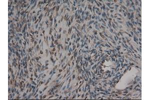 Immunohistochemical staining of paraffin-embedded kidney using anti-CPA1 (ABIN2452540) mouse monoclonal antibody. (CPA1 抗体  (AA 1-419))