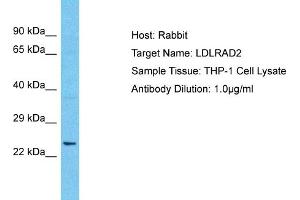 Host: Rabbit Target Name: LDLRAD2 Sample Type: THP-1 Whole Cell lysates Antibody Dilution: 1. (LDLRAD2 抗体  (Middle Region))