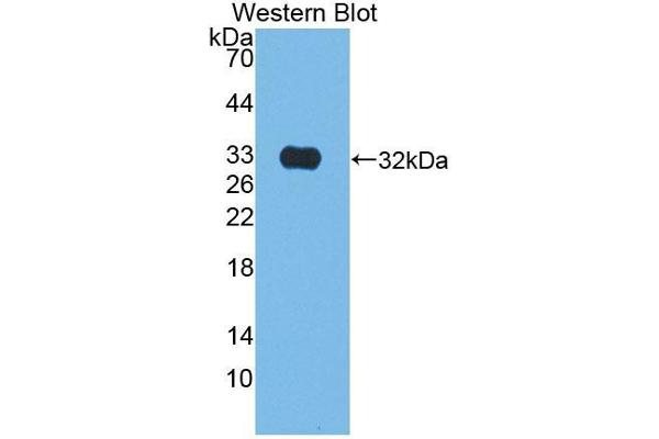Kallikrein 9 抗体  (AA 1-250)