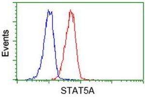 Image no. 2 for anti-Signal Transducer and Activator of Transcription 5A (STAT5A) antibody (ABIN1501190) (STAT5A 抗体)