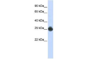 KITLG antibody used at 1 ug/ml to detect target protein. (KIT Ligand 抗体  (Middle Region))