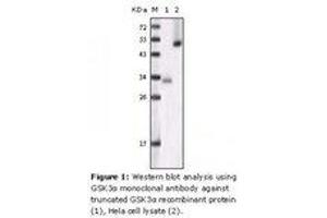Image no. 1 for anti-Glycogen Synthase Kinase 3 alpha (GSK3a) antibody (ABIN207639) (GSK3 alpha 抗体)