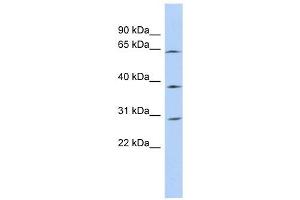 CCDC54 antibody used at 1 ug/ml to detect target protein. (CCDC54 抗体  (N-Term))