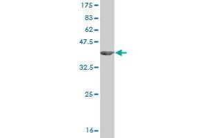 Western Blotting (WB) image for anti-Interleukin 1, beta (IL1B) (AA 170-269) antibody (ABIN516996)