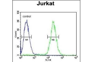 GNAT1 Antibody (C-term) (ABIN653740 and ABIN2843042) flow cytometric analysis of Jurkat cells (right histogram) compared to a negative control cell (left histogram). (GNAT1 抗体  (C-Term))