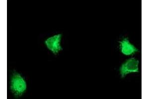Anti-ALG2 mouse monoclonal antibody (ABIN2455500) immunofluorescent staining of COS7 cells transiently transfected by pCMV6-ENTRY ALG2 (RC204766). (ALG2 抗体)