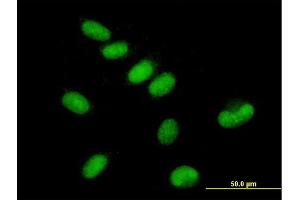 Immunofluorescence (IF) image for anti-General Transcription Factor IIE, Polypeptide 1, alpha 56kDa (GTF2E1) (AA 1-439) antibody (ABIN516259)