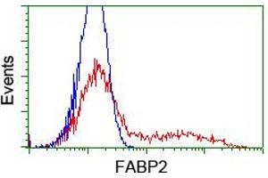 HEK293T cells transfected with either RC210206 overexpress plasmid (Red) or empty vector control plasmid (Blue) were immunostained by anti-FABP2 antibody (ABIN2455027), and then analyzed by flow cytometry. (FABP2 抗体)