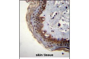 RBM42 Antibody (C-term) (ABIN656357 and ABIN2845655) immunohistochemistry analysis in formalin fixed and paraffin embedded human skin tissue followed by peroxidase conjugation of the secondary antibody and DAB staining. (RBM42 抗体  (C-Term))