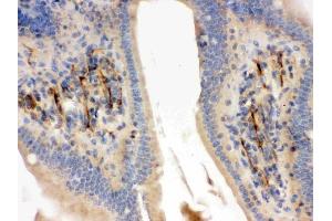 IHC analysis of Flotillin 2 using anti-Flotillin 2 antibody (ABIN3042393).