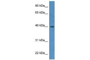 Western Blotting (WB) image for anti-ELMO/CED-12 Domain Containing 3 (ELMOD3) (C-Term) antibody (ABIN2788444) (ELMOD3 抗体  (C-Term))