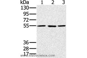 Western blot analysis of A549, hela and NIH/3T3 cell, using PSMC1 Polyclonal Antibody at dilution of 1:500 (PSMC1 抗体)
