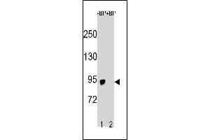 Western blot analysis of SLCO6A1 Antibody (C-term) Pab (ABIN1881814 and ABIN2843228) pre-incubated without(lane 1) and with(lane 2) blocking peptide in  cell line lysate. (SLCO6A1 抗体  (C-Term))