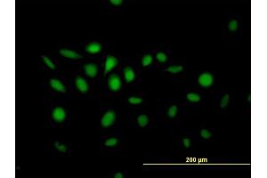 Immunofluorescence of purified MaxPab antibody to NFIX on HeLa cell. (NFIX 抗体  (AA 1-441))