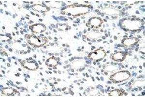 Immunohistochemical staining (Formalin-fixed paraffin-embedded sections) of human kidney with FOXQ1 polyclonal antibody  at 4-8 ug/mL working concentration. (FOXQ1 抗体  (N-Term))