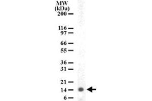 Western blot analysis of HIST3H2A in human PBMC lysate with HIST3H2A polyclonal antibody  . (HIST3H2A 抗体  (AA 1-5))
