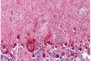 Anti-KCNMA1 antibody  ABIN1048988 IHC staining of human brain, cerebellum. (KCNMA1 抗体  (Internal Region))