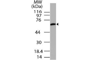 Image no. 1 for anti-Unc-93 Homolog B1 (UNC93B1) (AA 300-597) antibody (ABIN5027623) (UNC93B1 抗体  (AA 300-597))