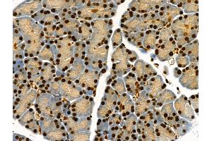 Phospho-Bub1 (Ser459) Antibody at 1/100 staining Rat pancreatic tissue by IHC-P. (BUB1 抗体  (pSer459))