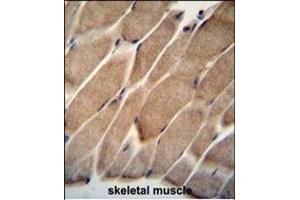 ELMO2 Antibody (Center) (ABIN655058 and ABIN2844687) immunohistochemistry analysis in formalin fixed and paraffin embedded human skeletal muscle followed by peroxidase conjugation of the secondary antibody and DAB staining. (ELMO2 抗体  (AA 323-350))