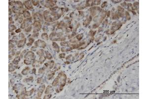 Immunoperoxidase of monoclonal antibody to EDF1 on formalin-fixed paraffin-embedded human pancreas. (EDF1 抗体  (AA 1-148))