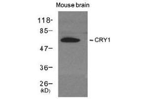 Western blot analysis of extracts from Mouse brain tissue using CRY1 antibody (CRY1 抗体  (AA 551-555))