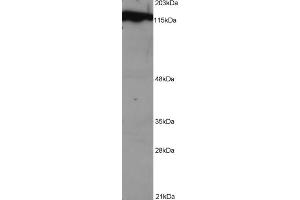 ABIN184570 (1 µg/ml) staining of NSO lysate (1E5 cells per lane).