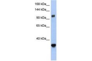 Image no. 1 for anti-Exportin 5 (XPO5) (AA 1115-1164) antibody (ABIN6743458) (XPO5 抗体  (AA 1115-1164))