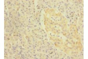 Immunohistochemistry of paraffin-embedded human pancreatic tissue using ABIN7157698 at dilution of 1:100 (KREMEN1 抗体  (AA 180-380))