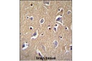 FBXO21 Antibody (C-term) (ABIN655273 and ABIN2844865) immunohistochemistry analysis in formalin fixed and paraffin embedded human brain tissue followed by peroxidase conjugation of the secondary antibody and DAB staining. (FBXO21 抗体  (C-Term))