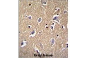 FBXO21 Antibody (C-term) (ABIN655273 and ABIN2844865) immunohistochemistry analysis in formalin fixed and paraffin embedded human brain tissue followed by peroxidase conjugation of the secondary antibody and DAB staining.