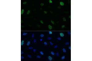 Immunofluorescence (IF) image for anti-Kinesin Family Member C1 (KIFC1) (AA 1-250) antibody (ABIN1680592)