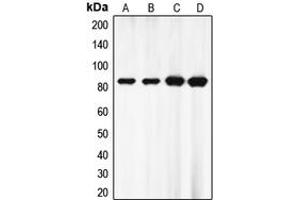 Western blot analysis of EZH1 expression in HepG2 (A), HeLa (B), MOLT4 (C), mouse brain (D) whole cell lysates. (EZH1 抗体  (Center))