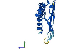 Protein Structure (PS) image for Mago-Nashi Homolog B (MAGOHB) (AA 1-146) protein (His tag) (ABIN7560555)