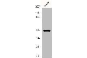 Western Blot analysis of HepG2 cells using GPR137C Polyclonal Antibody (GPR137C 抗体  (Internal Region))