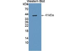 Western blot analysis of the recombinant protein. (WNT5B 抗体  (AA 30-358))