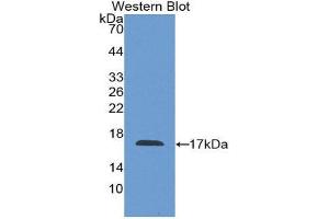 Western Blotting (WB) image for anti-Coagulation Factor VIII (F8) (AA 1854-1988) antibody (ABIN1858767) (Factor VIII 抗体  (AA 1854-1988))