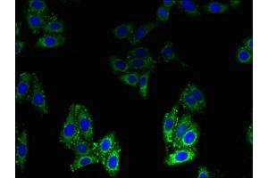 Immunofluorescent analysis of HepG2 cells using ABIN7145600 at dilution of 1:100 and Alexa Fluor 488-congugated AffiniPure Goat Anti-Rabbit IgG(H+L) (BLOC1S1 抗体  (AA 1-153))