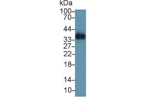Western Blot; Sample: Human Lung lysate; Primary Ab: 1µg/ml Rabbit Anti-Human OGN Antibody Second Ab: 0. (OGN 抗体  (AA 180-298))
