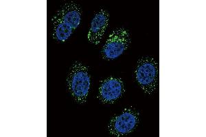 Confocal immunofluorescent analysis of CMGA Antibody (C-term) (ABIN655729 and ABIN2845176) with A549 cell followed by Alexa Fluor 488-conjugated goat anti-rabbit lgG (green). (Chromogranin A 抗体  (C-Term))