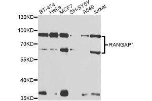 Western blot analysis of extracts of various cell lines, using RANGAP1 antibody (ABIN6290858) at 1:1000 dilution. (RANGAP1 抗体)