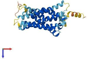 MAS-Related GPR, Member A1 (MRGPRA1) (AA 1-304) protein (His tag)