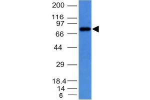 Western Blot on Raji cell lysate usimg Purified IgM Mouse Monoclonal Antibody (IM373). (IGHM 抗体)