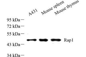 Western blot analysis of Rap1 (ABIN7075857) at dilution of 1: 500 (RAP1 抗体)