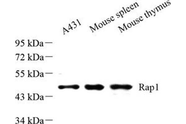 RAP1 抗体