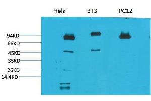 Western Blot (WB) analysis of 1) HeLa, 2)3T3, 3) PC12 with STAT3 Mouse Monoclonal Antibody diluted at 1:2000. (STAT3 抗体)
