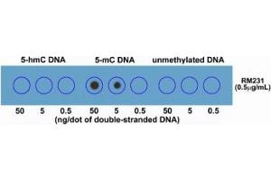 Dot blot of double stranded DNA using recombinant 5mC antibody. (Recombinant 5-Methylcytosine 抗体)