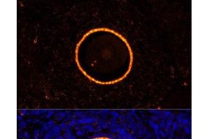 Immunofluorescence (IF) image for anti-Zona Pellucida Glycoprotein 2 (ZP2) antibody (ABIN7255159)