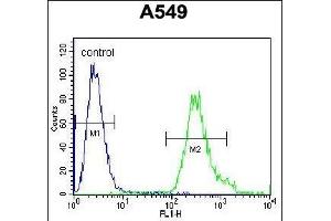 ANKRD58 Antibody (C-term) (ABIN655785 and ABIN2845218) flow cytometric analysis of A549 cells (right histogram) compared to a negative control cell (left histogram). (ANKRD58 抗体  (C-Term))