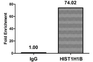 Chromatin Immunoprecipitation Hela (4*10 6 , treated with 30 mM sodium butyrate for 4h) were treated with Micrococcal Nuclease, sonicated, and immunoprecipitated with 8 μg anti-HIST1H1B (ABIN7139164) or a control normal rabbit IgG. (Histone H1.5 抗体  (acLys16))
